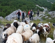 Schafschoad 2010 - Seeben Alm/Untermieming