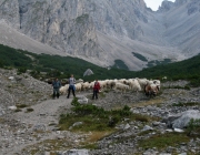 Schafschoad 2010 - Seeben Alm/Untermieming