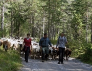 Schafschoad 2010 - Seeben Alm/Untermieming