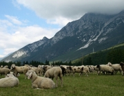 Schafschoad 2010 - Seeben Alm/Untermieming