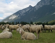 Schafschoad 2010 - Seeben Alm/Untermieming