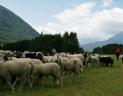 Schafschoad 2010 - Seeben Alm/Untermieming