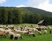 Schafschoad 2010 - Seeben Alm/Untermieming