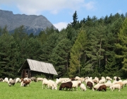 Schafschoad 2010 - Seeben Alm/Untermieming