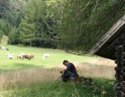 Schafschoad 2010 - Seeben Alm/Untermieming