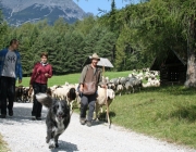 Schafschoad 2010 - Seeben Alm/Untermieming