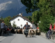 Schafschoad 2010 - Seeben Alm/Untermieming