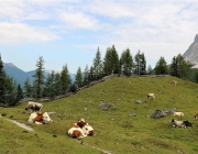 Freilichtbühne Seeben Alm – Almvieh und Wanderer begegnen sich Aug‘ in Aug‘