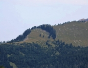 Freilichtbühne Seeben Alm – Almvieh und Wanderer begegnen sich Aug‘ in Aug‘