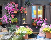 Freilichtbühne Seeben Alm – Almvieh und Wanderer begegnen sich Aug‘ in Aug‘