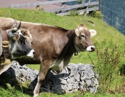 Freilichtbühne Seeben Alm – Almvieh und Wanderer begegnen sich Aug‘ in Aug‘