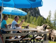 Freilichtbühne Seeben Alm – Almvieh und Wanderer begegnen sich Aug‘ in Aug‘