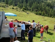 Freilichtbühne Seeben Alm – Almvieh und Wanderer begegnen sich Aug‘ in Aug‘