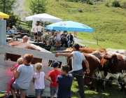 Freilichtbühne Seeben Alm – Almvieh und Wanderer begegnen sich Aug‘ in Aug‘