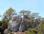 Steinblumen am Stöttlbach