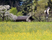 Störche über dem Mieminger Moos