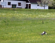 Störche über dem Mieminger Moos