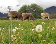 Mai-Regen beim Auftrieb zum Vorberg der Feldernalm