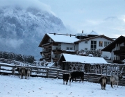 Wintereinbruch – Kühe auf der Flucht