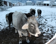 Wintereinbruch – Kühe auf der Flucht