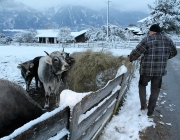 Wintereinbruch – Kühe auf der Flucht