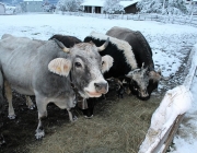 Wintereinbruch – Kühe auf der Flucht