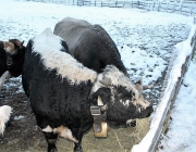 Wintereinbruch – Kühe auf der Flucht