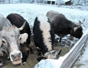 Wintereinbruch – Kühe auf der Flucht