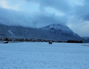 Wintereinbruch – Kühe auf der Flucht