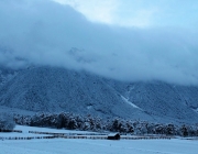 Wintereinbruch – Kühe auf der Flucht