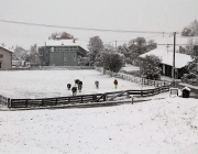 Wintereinbruch – Kühe auf der Flucht