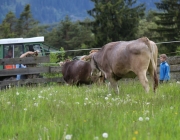 Zäunen am Kälberriegl in Obermieming – Zum Schutz des Weideviehs am Vorberg der Feldernalm