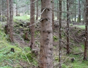 Zäunen auf der Biberwier-Alm