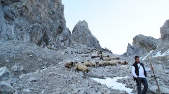 Der Schafabtrieb von der Seeben Alm nach Mieming wurde vom Seeben-Alm-Hirt Gerhard Wiggens und dem Schafbauern Dietmar Maurer angeführt. Foto: Michaela Maurer