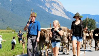 Kraftzehrender Almabtrieb - Applaus für die Hirten und ihr Vieh, Foto: Knut Kuckel