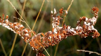 Der Goldene Herbst auf Abschiedstour, Foto: Knut Kuckel